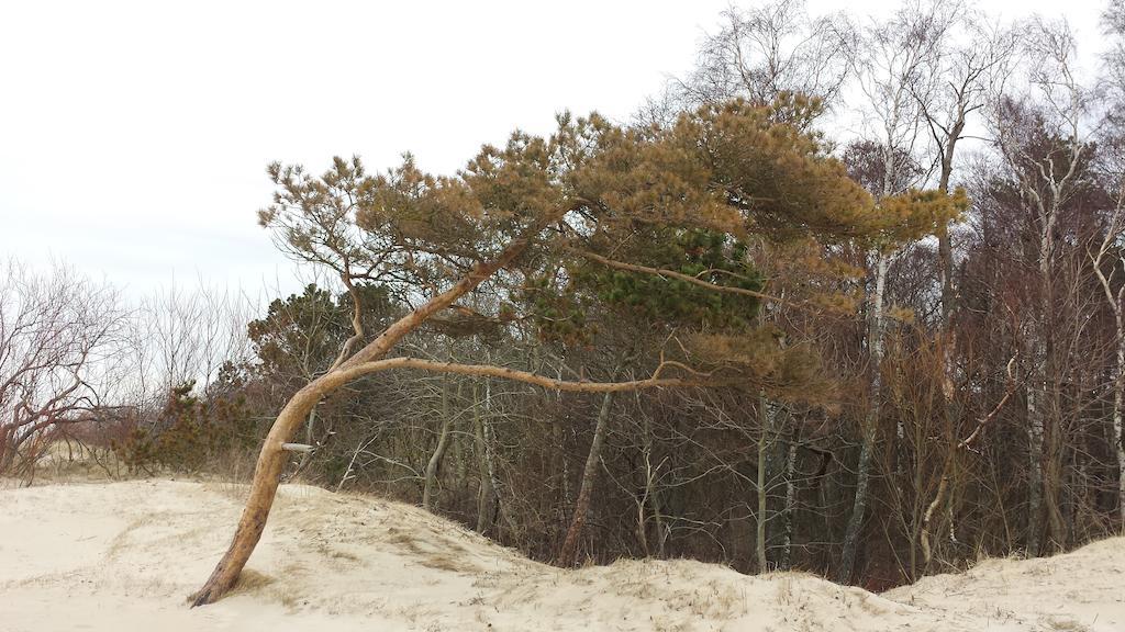 Ramaus Poilsio Apartamentai Palanga Rum bild